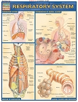 Respiratory System  (8.5