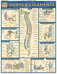 Joints & LigamentsStudy Guide (8.5