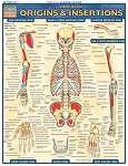 Muscular Origins & Insertions (8.5