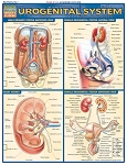 Urogenital System (8.5