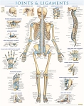 Joints & Ligaments Poster - Laminated (22