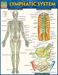 Lympathic System Study Guide (8.5