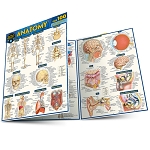 Anatomy Quizzer (8.5