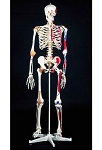 Super Skeleton Model Male
